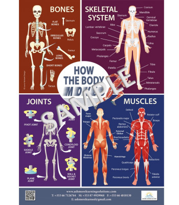 How The Body Moves